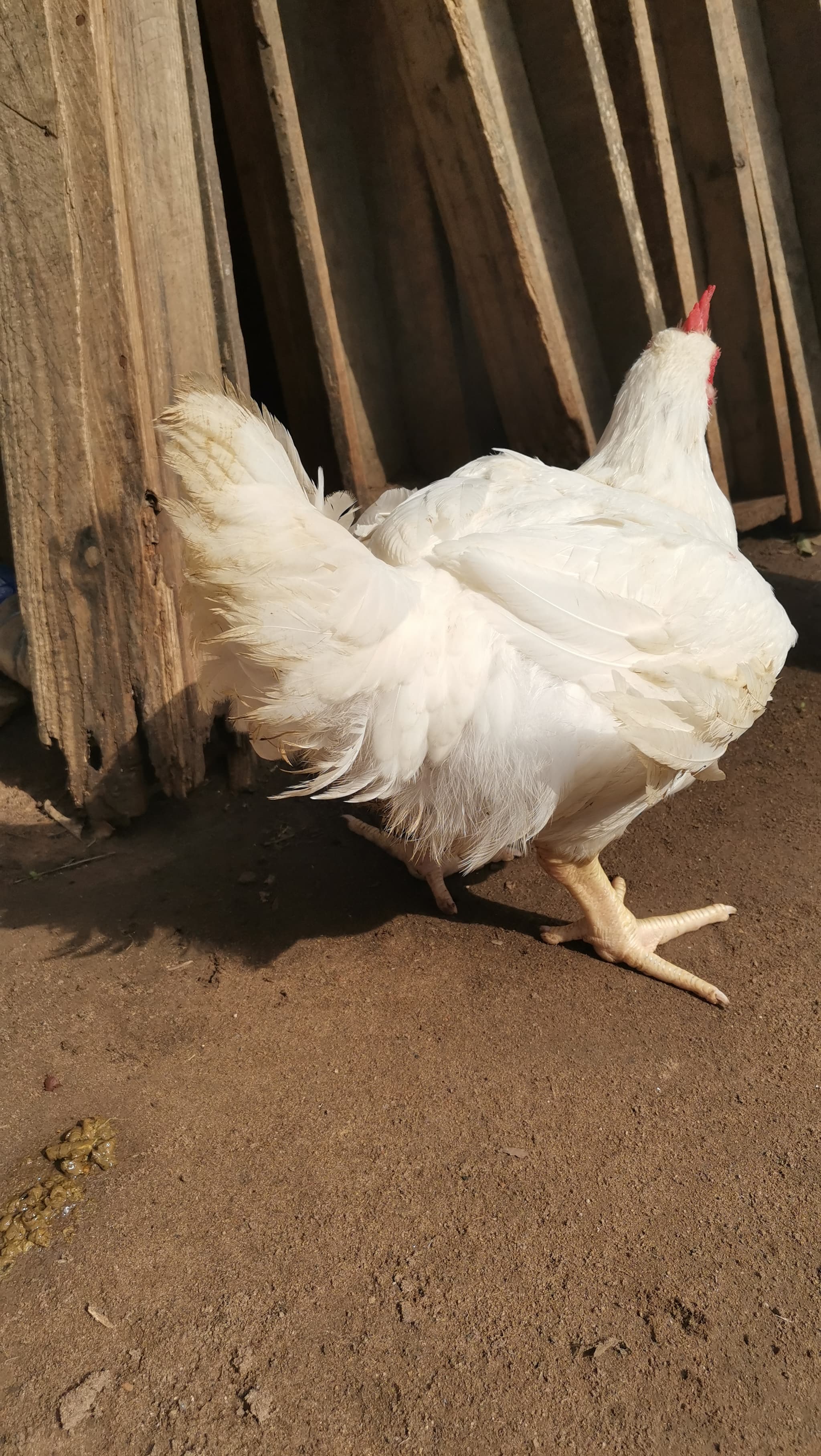 Live chicken