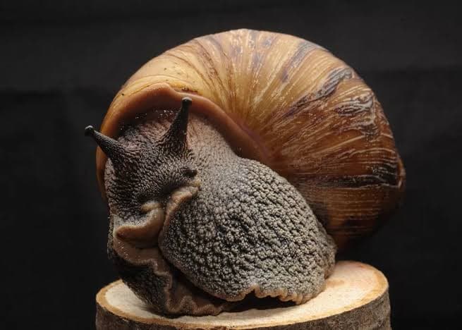 Freshly processed Snail