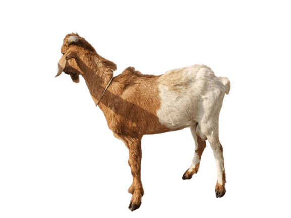 Live goat